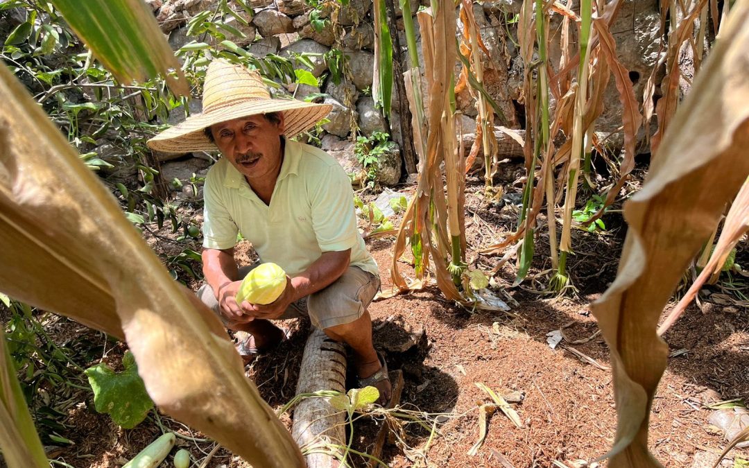 Updates on Policy Leadership from Yucatán y Oaxaca